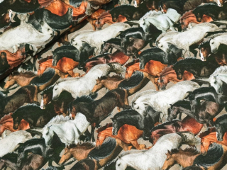 Bavlněné plátno - Koně